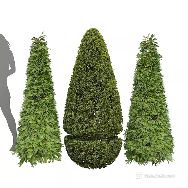 Tall Evergreen Topiary Trees With Conical Shape And Spherical Base For Garden 3d model 
