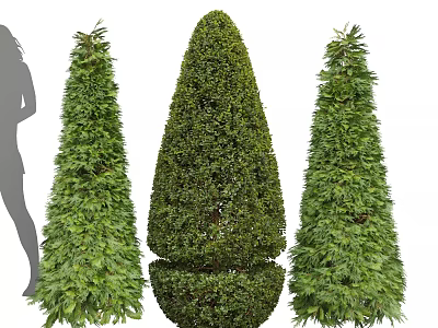 Tall Evergreen Topiary Trees With Conical Shape And Spherical Base For Garden 3d model