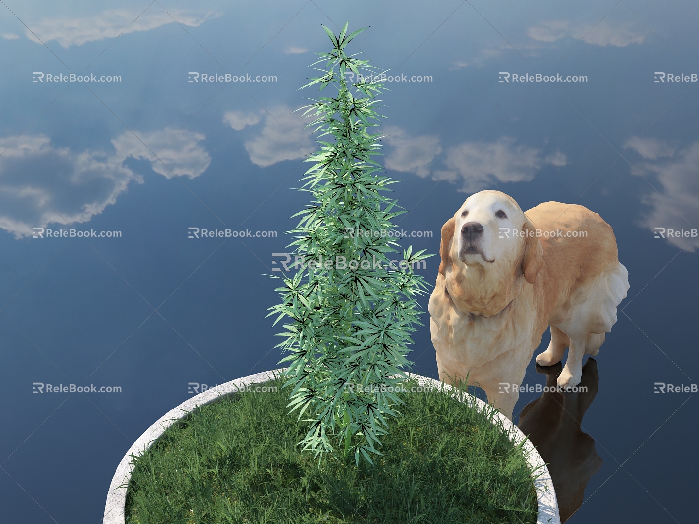 Plant Cannabis Spice Herbaceous Flowers Green Plant Potted Plants Potts Lawn Lawn Animals Dog Golden retriever Outdoor Sky HDR 3d model