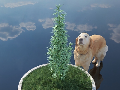 Plant Cannabis Spice Herbaceous Flowers Green Plant Potted Plants Potts Lawn Animals Dog Golden retriever Outdoor Sky HDR 3d model