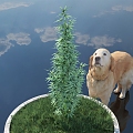 Plant Cannabis Spice Herbaceous Flowers Green Plant Potted Plants Potts Lawn Lawn Animals Dog Golden retriever Outdoor Sky HDR 3d model