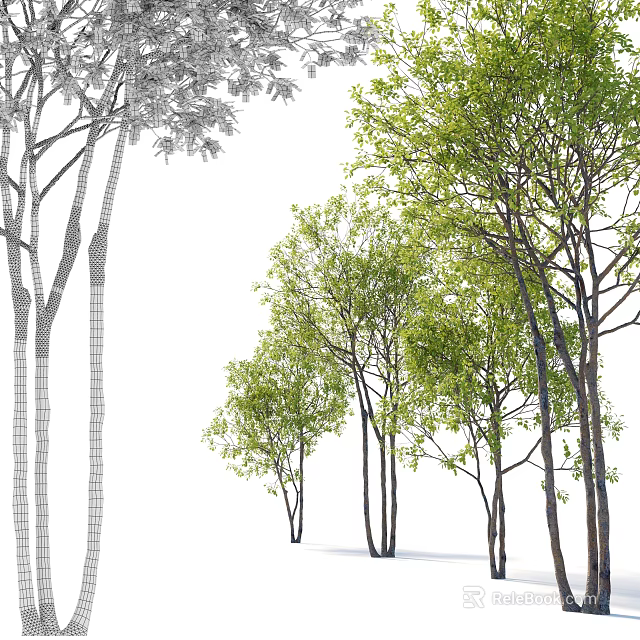 Arbor Structure Display With Wireframe Sketch And Green Leafy Trees 3d model