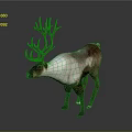 Brown and White Reindeer With Large Antlers Standing On Gray Background