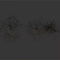 Three Leafless Trees With Bare Trunks And Branches On White Background