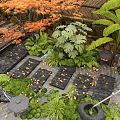 Japanese Garden Stepping Stones With Orange Maple Leaves Green Plants And Bamboo Fence