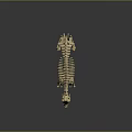 Modern Skeleton Animal Skeleton Animal Skeleton 3d model