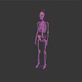 Animal Skeleton Model On Support Stand In Standing Position Against White Background