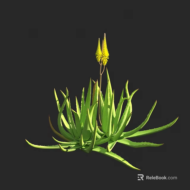 Aloe Vera Plant With Long Green Leaves And Yellow Flower Spikes On Black Background 3d model 
