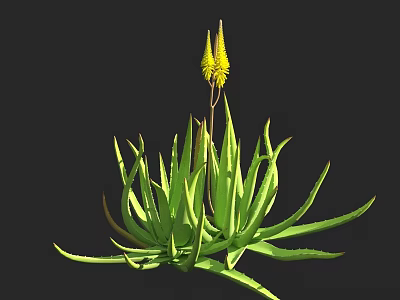 Aloe Vera Plant With Long Green Leaves And Yellow Flower Spikes On Black Background 3d model