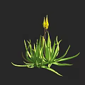 Aloe Vera Plant With Long Green Leaves And Yellow Flower Spikes On Black Background