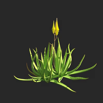 Aloe Vera Plant With Long Green Leaves And Yellow Flower Spikes On Black Background 3d model
