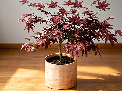 Bonsai Potted Plant With Red Leaves In Wooden Pot On Sunlit Wooden Floor 3d model