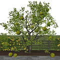 Tree Courtyard Teak Tree Fruit Tree Tree Orange Tree Orange Tree Fruit Picking Garden 3d model