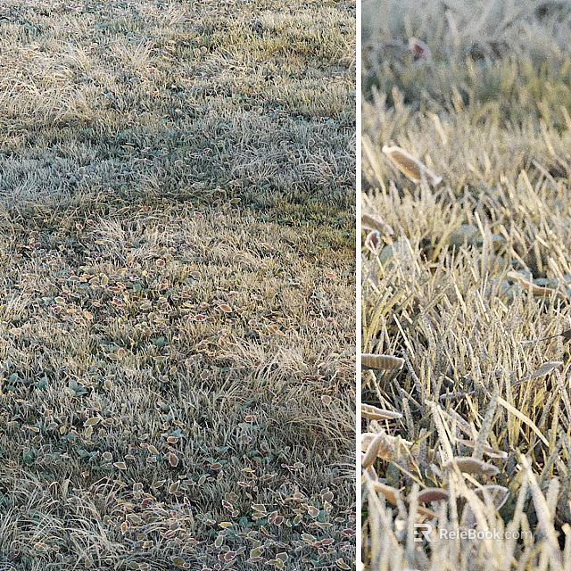 Frost Covered Grass And Low Plants In Open Field With Icy Leaf Details 3d model 