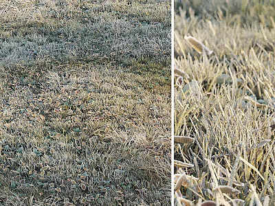 Frost Covered Grass And Low Plants In Open Field With Icy Leaf Details 3d model