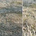 Frost Covered Grass And Low Plants In Open Field With Icy Leaf Details
