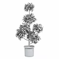 Tiered Shaped Green Plant in Red Pot with Lush Green Leaves Garden Decor
