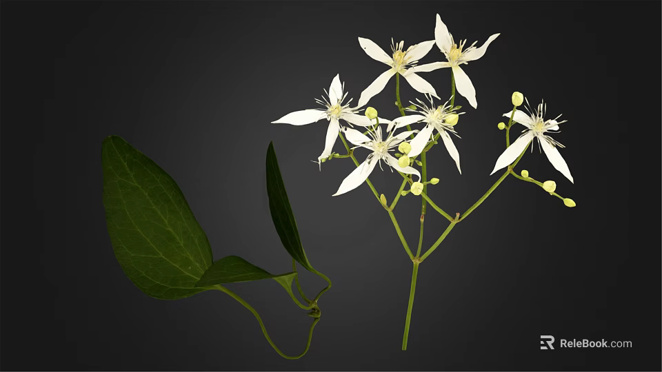 Fresh Plant With White Flowers And Green Leaves On Natural Branches 3d model 