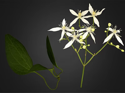 Fresh Plant With White Flowers And Green Leaves On Natural Branches 3d model