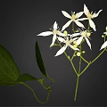 Fresh Plant With White Flowers And Green Leaves On Natural Branches