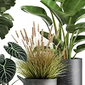 Various Green Potted Houseplants With Large Patterned Leaves In Gray Concrete Pots On Stands