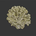 Marine Aquatic Animal White Coral Polyp Structure with Gray Background and Label