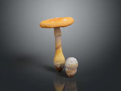 Mushroom With Orange Yellow Cap And Small White Mushroom On Gray Background With Reflection 3d model
