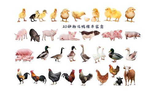 2D Animal Chicken Duck Pig Cattle Poultry 3d model