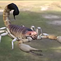 Detailed View Of Reptile Scorpion With Striped Exoskeleton Large Pincers And Curled Tail In Grassland