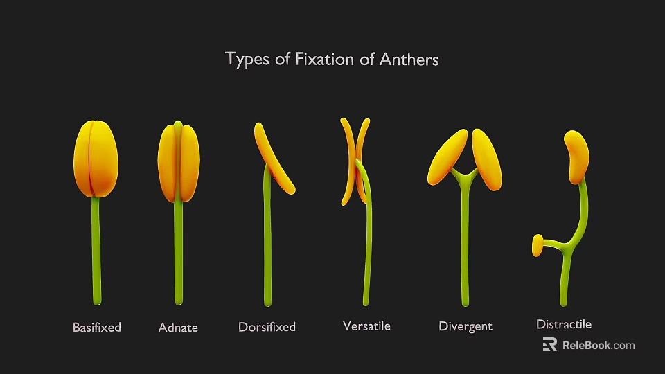Plant Anther Fixation Types With Basifixed Adnate Dorsifixed Versatile Divergent Distractile Illustrations 3d model 