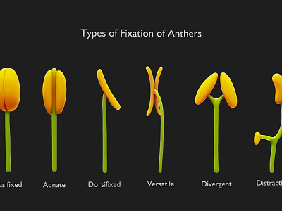 Plant Anther Fixation Types With Basifixed Adnate Dorsifixed Versatile Divergent Distractile Illustrations 3d model