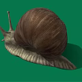 Snail With Brown Spiral Shell On Green Background And Textured Body