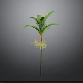 Tropical Palm Tree Plant With Green Leaves Yellow Roots And White Stem