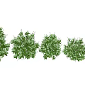 Multiple Green Blooming Bushes With White Flowers In Garden Landscape Design