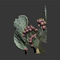 Natural Green Prickly Pear Cactus With Fresh Purple Fruits And Pads