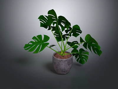 Monstera Plant With Large Green Split Leaves In Gray Concrete Pot For Indoor Decoration 3d model