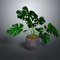 Monstera Plant With Large Green Split Leaves In Gray Concrete Pot For Indoor Decoration
