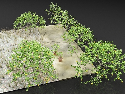 Lemon Tree Fruit Tree Orchard Plant 3d model