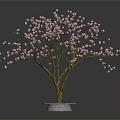 Ornamental Flowering Plant with Pink Blossoms in Circular Red Brick Base Pot