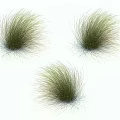 Three Isolated Feathery Green Grass Clumps with Natural Texture on White Background