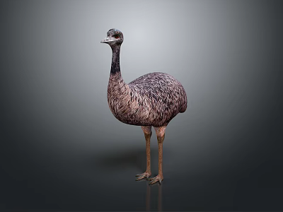 Emu Bird Standing Upright With Long Neck And Brown Feathers On Gray Gradient Background 3d model