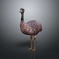 Emu Bird Standing Upright With Long Neck And Brown Feathers On Gray Gradient Background