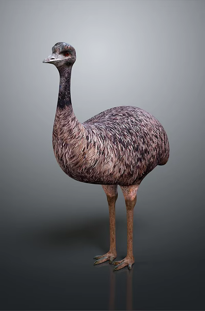 Emu Bird Standing Upright With Long Neck And Brown Feathers On Gray Gradient Background 3d model