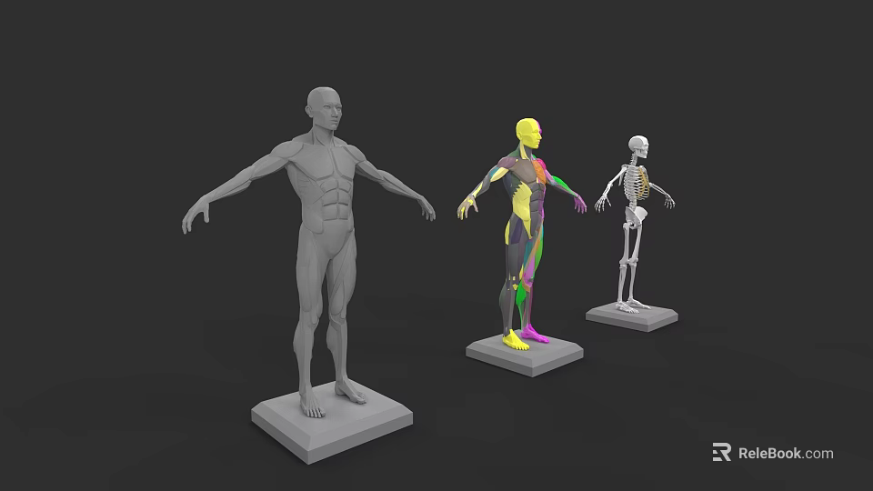Human Organ System Anatomical Models With Colored Labels And Skeletal Structure 3d model