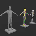Human Organ System Anatomical Models With Colored Labels And Skeletal Structure 3d model