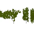 Lush Green Vines With Natural Leafy Branches And Dense Foliage Growth Patterns