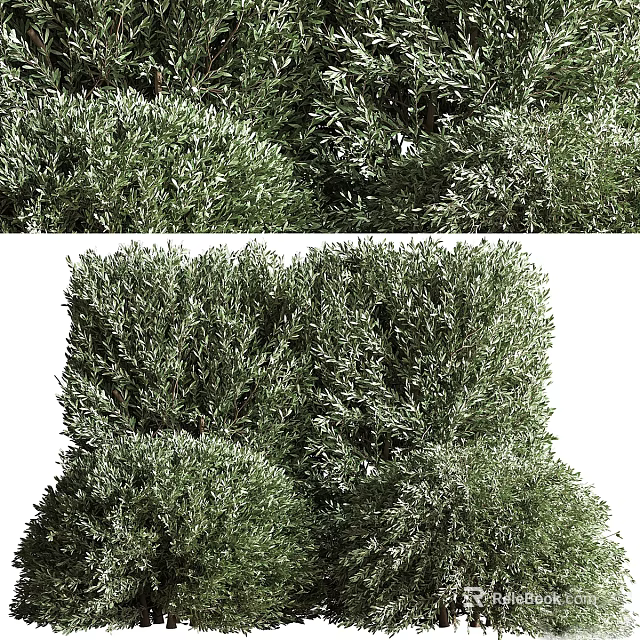 Lush Green Shrubs Featuring Dense Foliage and Vibrant Healthy Leaves in Outdoor Space 3d model 