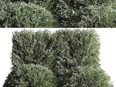 Lush Green Shrubs Featuring Dense Foliage and Vibrant Healthy Leaves in Outdoor Space 3d model