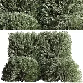Lush Green Shrubs Featuring Dense Foliage and Vibrant Healthy Leaves in Outdoor Space