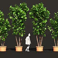 Multiple Green Lush Potted Shrubs For Outdoor Garden Decor With Figure